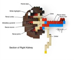 thisfuturemd:  LEGO Kidney Cross Section by Medical Illustrator