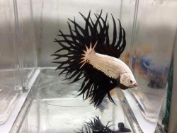 ausonia:  White dragon king crown betta 