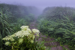 sadfvl:   pale & plants   pale/plant