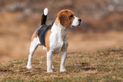 handsomedogs:  Facts on Beagles Originating from England, these