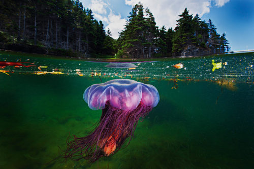 blondebrainpower:Lion’s Mane Jellyfish, Bonne Bay Fjord, Gros