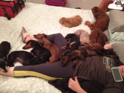 ivyblossom:  annanymousss:  My family runs a dachshund rescue