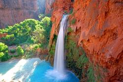 sixpenceee:    Canyon Oasis - Havasu Falls, AZ(Source)