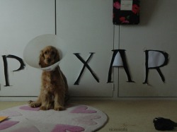 nic0cacola:  Our puppy recently had an operation and got the