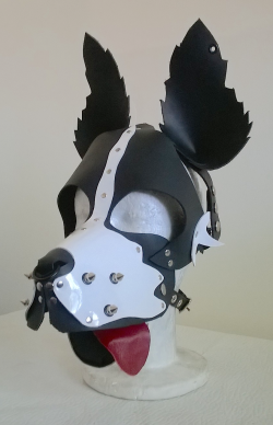 thewellkeptpet:  Brian, your Boarder Collie is decked out with