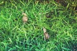 rain means snails! 🌿🐌☔️