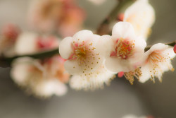 superbnature: Spring is just around the corner by osachibi http://flic.kr/p/kzQk7M