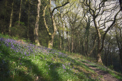 90377:  Bluebell Woods by simon rees  