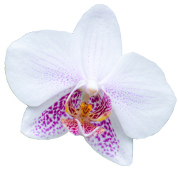 transparent-flowers:  White orchid from the Orchidaceae family.