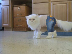 methbusters:  Apple bottom jeans boots with the fur   rageomega