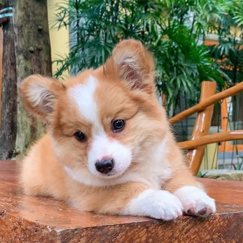 minerals:  cooperandbaby_corgi on ig