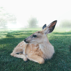 missbluespruce: Foggy Day, Clear Mind 