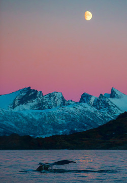 tulipnight:  Under the moon by https://www.facebook.com/NorthNorway