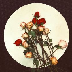I love roses by desireexelyda