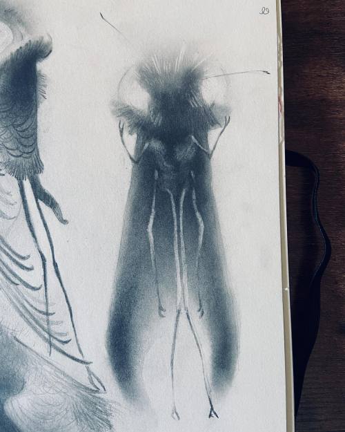 nataliehall:Moth it. — view on Instagram https://ift.tt/3rXnYOE