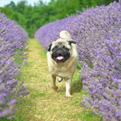 Pug Puppies