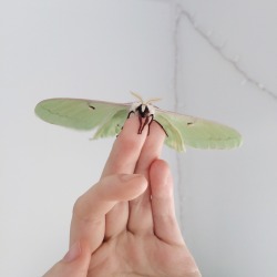 pirumparum:  my first luna moth emerged yesterday. she is beautiful.