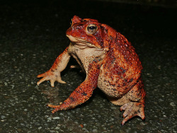 toadschooled:  The stance of a remarkably red American toad [Anaxyrus