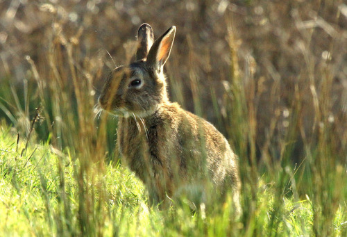 somebunnydreams:  sarawr-monster:  ‘Sunny Bunny!’, stunning photograph by Steve Maskell on Flickr [Source]  This bunny is judging you