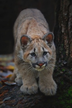 visualechoess:  Baby Cougar - © Ashley Hockenberry | ᶹᶥᶳᶸᵃᶩᶳ
