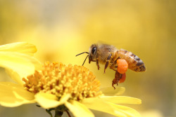 journeyearth:  Bzzzzzz… by Salah Baazizi Bee collecting pollen