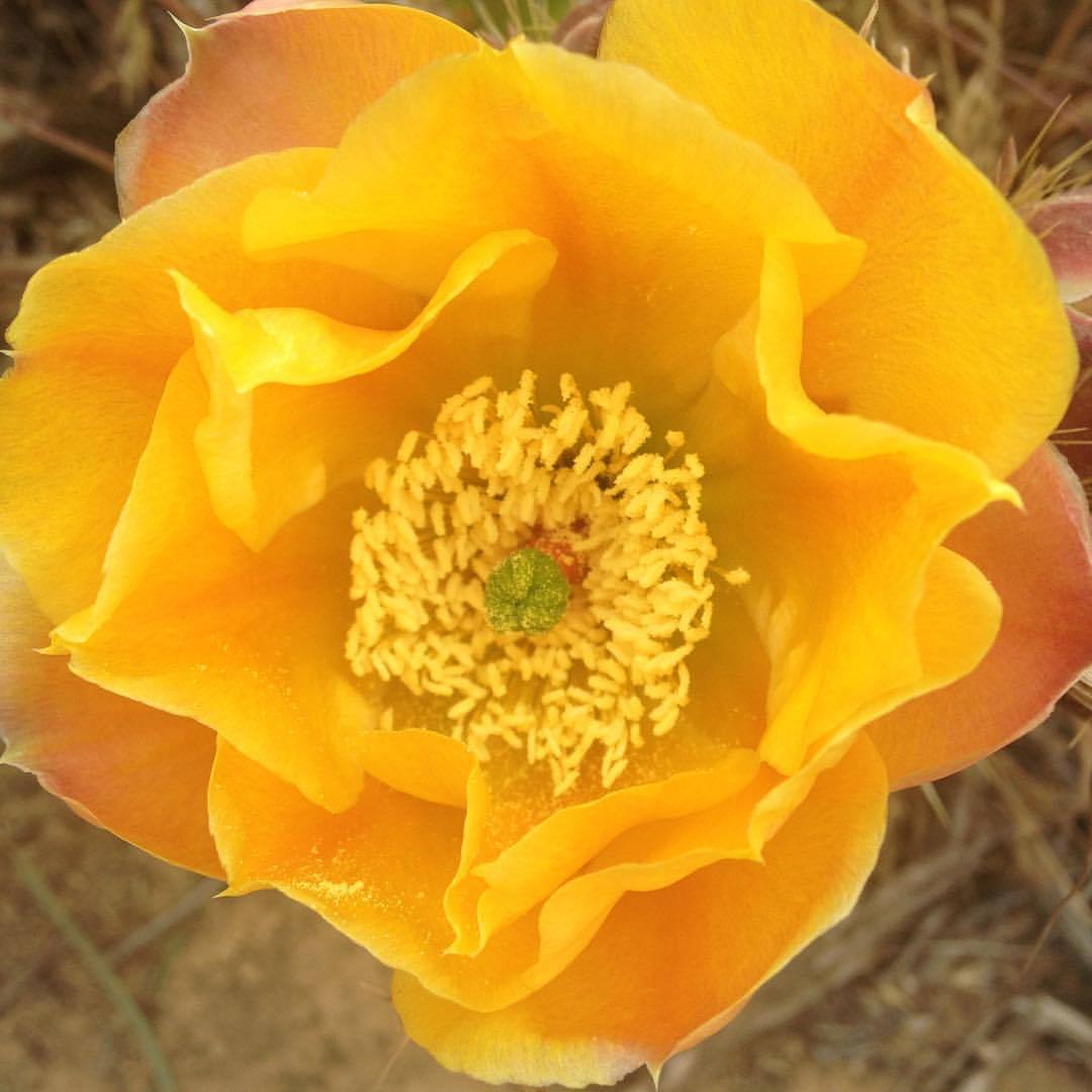 <p>at Torrey Pines Hiking Trails</p>