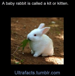 ultrafacts:  Source    Follow Ultrafacts for more facts! Baby