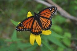 megarah-moon:  Pretty Viceroy butterfly    🦋🧡     ♡ Prints