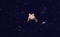 pickurselfup: Miss Piggy in Pigs in Space.
