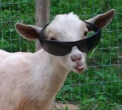 fight-0ff-yourdem0ns:  Why do goats make me laugh so much