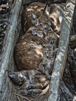  Sleeping family of lynx(Roberto Carnevali) 