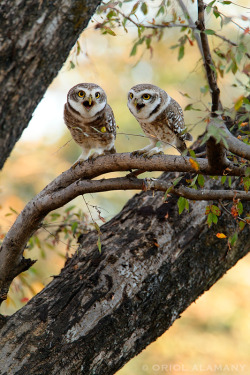 owlsstuff:  More irresistible owls here: http://ift.tt/JQ5da3