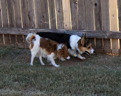 little-corgi:  On paw-trol of the yard together. Sniffin’ all