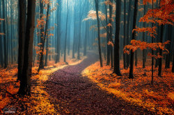 asylum-art:  Magical Paths Begging To Be Walked Roads and paths