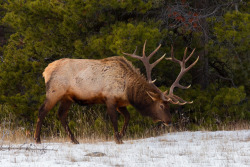 bchighlander:  always thinking about elk