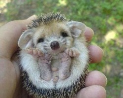 dissolvinggg:  My mom keeps sending me pictures of hedgehogs