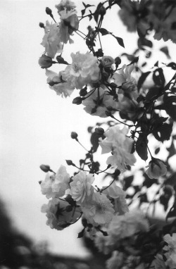 d-reamms.tumblr.com/post/60564243504/
