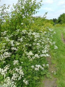 vwcampervan-aldridge:  Summer Wildflowers, Sandwell Valley, West