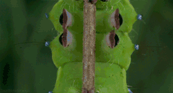 sixpenceee:  How a caterpillar climbs. From the film Microcosmos. 
