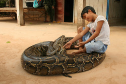 snake-lovers:  Uorn Sambath and his pet python. A few months