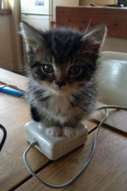 tastefullyoffensive:  The desk is lava. (photo via sarujam) 