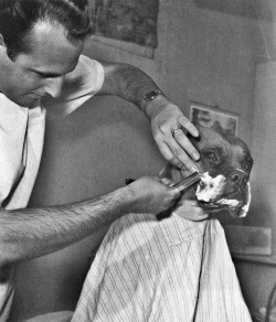 Fritz, a television celebrity bulldog, is shaved by a Californian