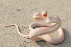 portentouscatastrophe:  mre407:  I feel like this snake just