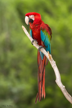 drxgonfly:  Scarlet Macaw (by Ray Robles) 