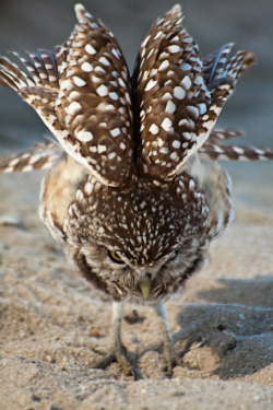 owlsday:  Burrowing Owl by Kyle Peterson on Flickr.