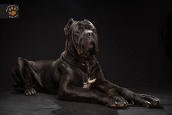 Black Dogs Project