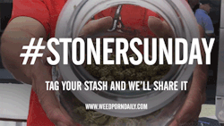 weedporndaily:  Happy Stoner Sunday! Tag your stash #stonersunday or submit