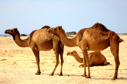 fuckyeaharchaeology:  Ancient Trade Routes May Have Shaped Camel