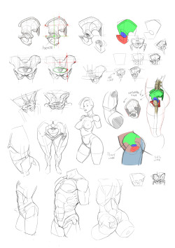 daily-commission:  Some anatomy studies
