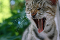 theanimalblog:  yawning. (credit)   Im sleepy